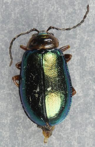 Réf. 269 379 : Sermylassa halensis